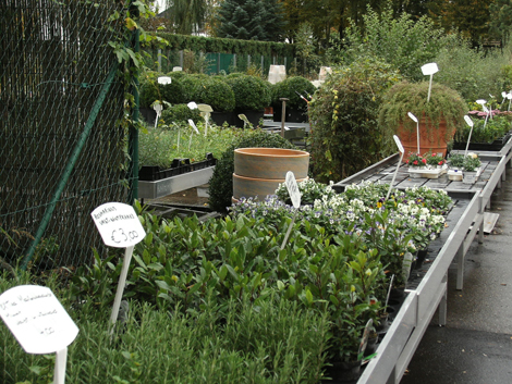 kamerplanten2